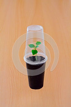 Small green sprout under plastic cup