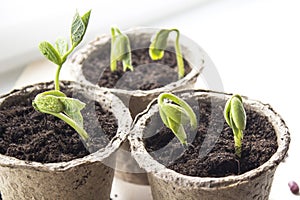 Small green sprouts in peat pots on the window photo