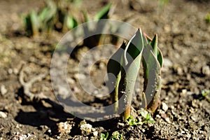 Small green sprouts of tulip flowers grow in the ground in spring sunny day