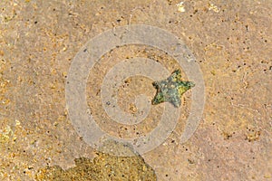 Small green starfish lies on the beach`s rock