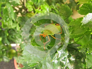 A small green stink bug