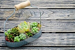 Small green succulent plant in basket on wooden background with copy space