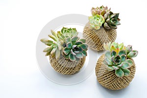Small green succulent plant in rope ball pot isolated white back