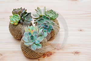 Small green succulent plant in rope ball pot on wooden background