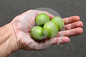 Small green tomato fruits on hand
