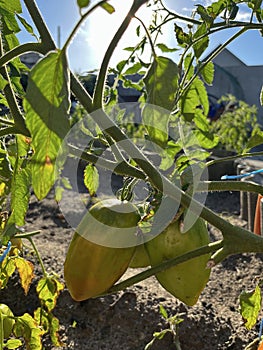 a small green tomato growing in the garden