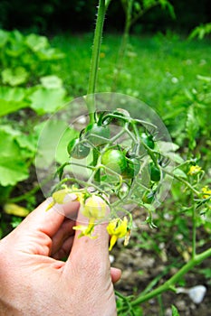 Small green tomatoes