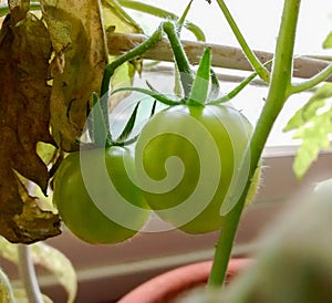 Small green tomatoes growing on a vine in a pot near window