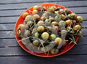 small green tomatoes in a red plate