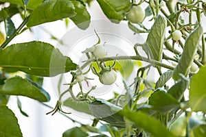 Small green tomatoes ripen in the farm. Tomato trees are fruiting in the garden. Young tomatoes are green. Fresh green tomatoes ha