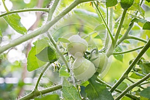 Small green tomatoes ripen in the farm. Tomato trees are fruiting in the garden. Young tomatoes are green. Fresh green tomatoes ha