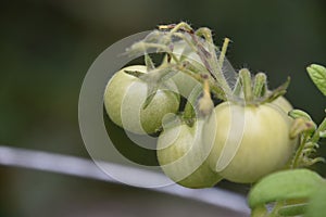 Small Green Tomatos Growing on a Plant