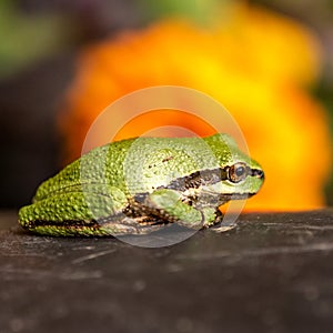 Small green tree frog with bright background.