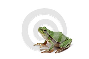 Small green tree frog