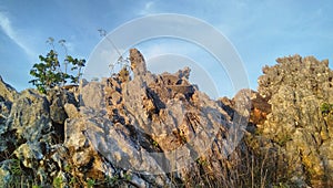 Small green tree growing on brown rocks in mount Ariana, Timor-Leste