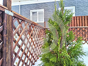 A small green tree grows beside a sturdy wooden fence in a rural setting in winter day. Small Green Tree Next to Wooden