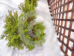 A small green tree grows beside a sturdy wooden fence in a rural setting in winter day. Small Green Tree Next to Wooden