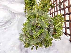 A small green tree grows beside a sturdy wooden fence in a rural setting in winter day. Small Green Tree Next to Wooden