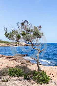Small green tree miraculously surviving on rocks off the coastline of Ibiza island, unfocused horizon, vertical shot, Balearic photo