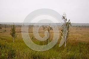 Small green trees of birch are growing in the meadow with blue sky above. Morning in the field with autumn fog and drops of water