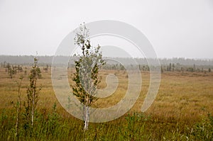 Small green trees of birch are growing in the meadow with blue sky above. Morning in the field with autumn fog and drops of water