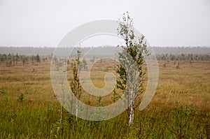 Small green trees of birch are growing in the meadow with blue sky above. Morning in the field with autumn fog and drops of water