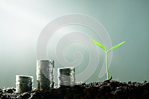 Small green trees Coupled with a silver coin placed on the ground.