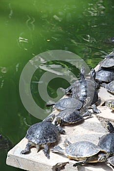 Small green turtles photo