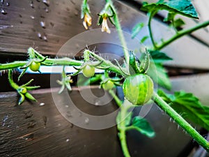 A small green unripe cherry tomato growing at home