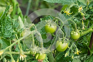 Small green unripe cherry tomatoes hanging on a thick vine with small yellow flowers, deep green leaves