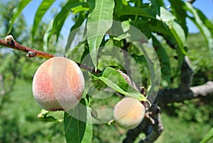 Small green unripe peaches on the tree in an orchard