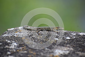 wall lizard straching out photo