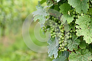 Small green wine grapes in vineyard with mildew on leaves