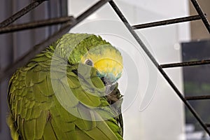 Small Green And Yellow Parrot Prepares To Nap