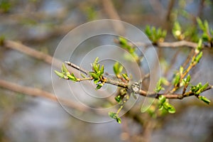 Small green young leaves on the tree during spring in nature.