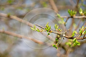 Small green young leaves on the tree during spring in nature.