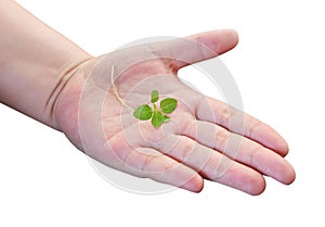 Small Green Young Plant on Open Hand