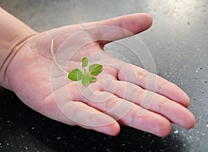 Small Green Young Plant on Open Hand