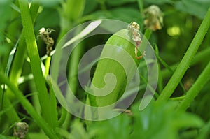 Small green zucchini growing on a home garden bed