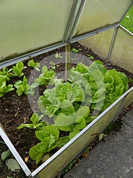 Small greenhouse