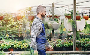 Small greenhouse business. Gardener inspecting flowers and seedlings, walking in the middle of plants.