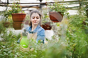 Small greenhouse business. Gardener misting flowers and seedlings, standing in the middle of plants with clipboard.