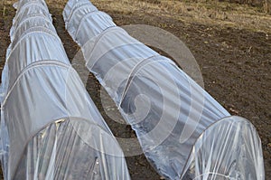 Small greenhouse for cucumbers , covered with a film in which farmers grow vegetables