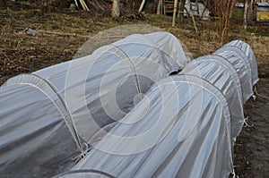 Small greenhouse for cucumbers , covered with a film in which farmers grow vegetables