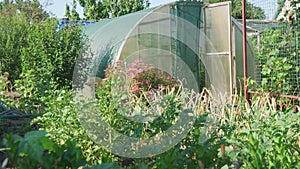 Small greenhouse in flowered garden. Growing vegetables in backyard greenhouse.