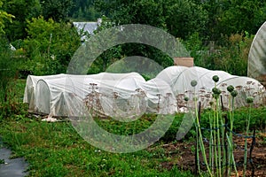 Small greenhouse in the garden