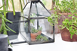 Small greenhouse with houseplant put on the edge of a window