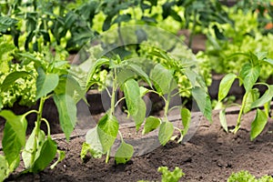 A small greenhouse with pepper and lettuce