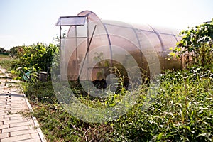 A small greenhouse with plantings inside is near the road, next to it grows green plants and grass, there is a watering can, tools