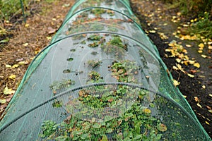 A Small greenhouse strawberries in a garden